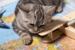 Schrödingers Katze Cluebox Lösung – Hilfen und Lösungen für die Schrödingers-Katze-Cluebox